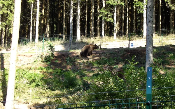 Wolf- und Bärenpark Schapbach Wolf- und Bärenpark Schapbach