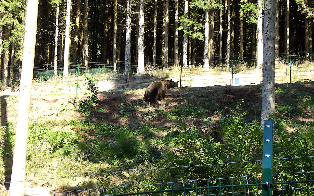 Wolf- und Bärenpark Schappbach