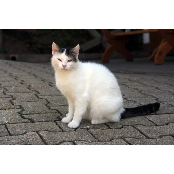 Katze